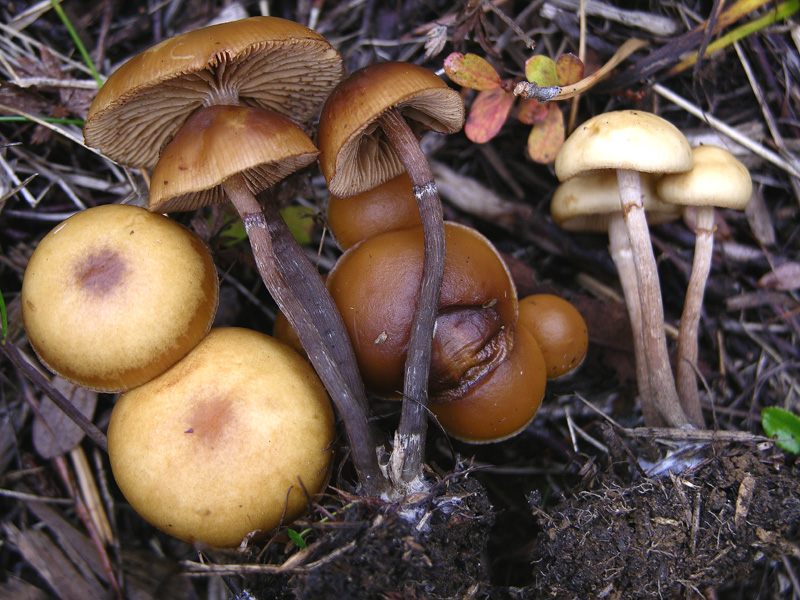 Galerina da determinare n�7.